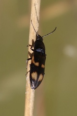 Selatosomus suckleyi