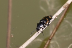 Selatosomus suckleyi