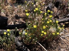 Malacothrix clevelandii