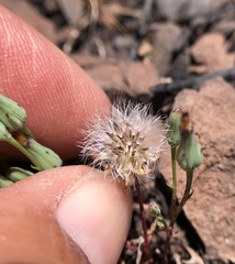Malacothrix clevelandii