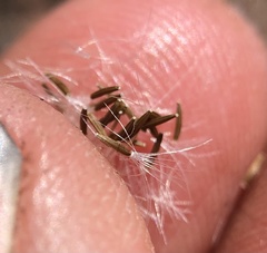 Malacothrix clevelandii