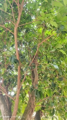 Rhus javanica