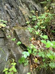 Drymocallis rupestris