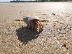 Coenobita variabilis