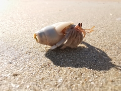 Coenobita variabilis