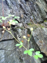 Drymocallis rupestris