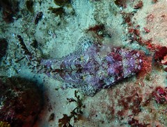 Thysanophrys cirronasus