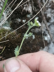 Draba cana