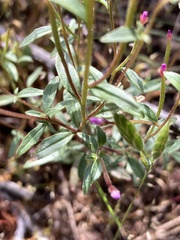 Epilobium foliosum