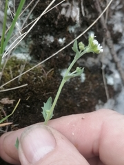 Draba cana