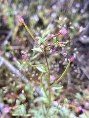 Epilobium foliosum