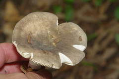 Russula subgraminicolor