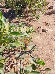 Tramea loewii