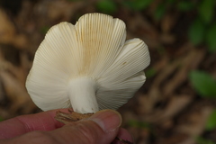Russula subgraminicolor