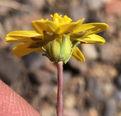 Leptosyne douglasii