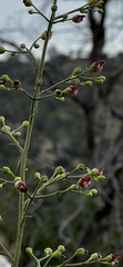 Scrophularia desertorum