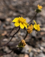 Leptosyne douglasii