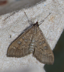 Mecyna mustelinalis