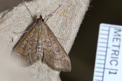 Mecyna mustelinalis