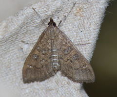 Mecyna mustelinalis