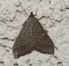 Mecyna mustelinalis