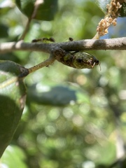 Callirhytis carmelensis