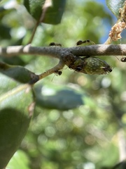 Callirhytis carmelensis
