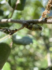 Callirhytis carmelensis