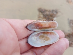 Barbatia novaezealandiae