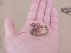 Barbatia novaezealandiae