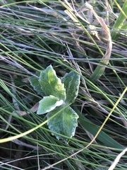 Macrolearia chathamica