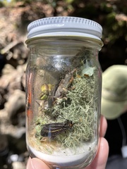 Nerophilus californicus