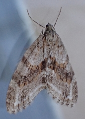 Trichopteryx polycommata