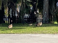 Branta canadensis image