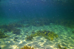 Sillaginodes punctatus