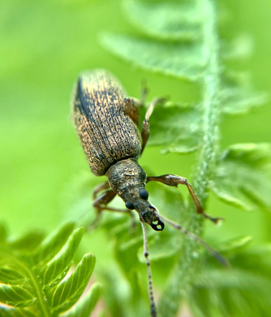 Phyllobius deyrollei