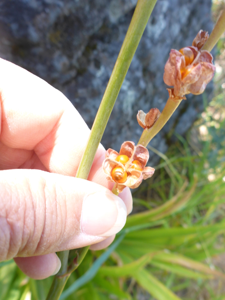 Chasmanthe floribunda, Creekside Park, Marin, California, United States, by lg_meanders