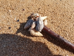 Coenobita variabilis