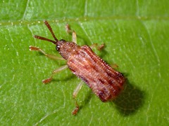 Sumitrosis rosea