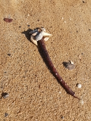 Coenobita variabilis