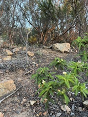 Chamaebatia australis