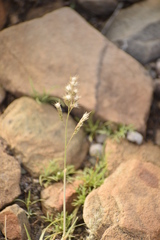 Schmidtia