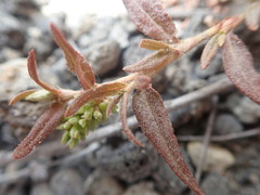 Persicaria prostrata