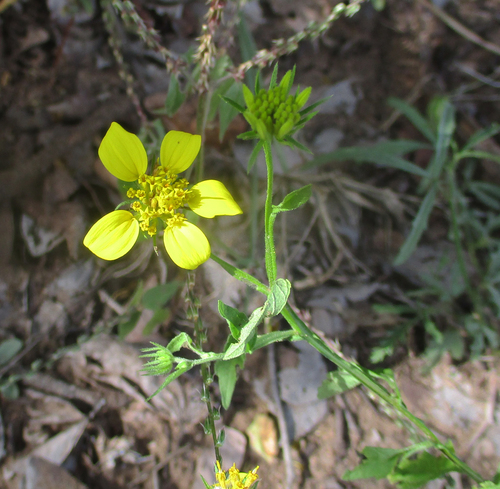 Calostephane divaricata