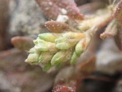Persicaria prostrata