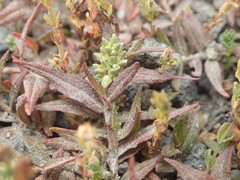 Persicaria prostrata