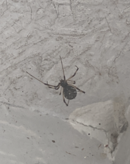 Latrodectus geometricus