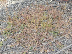 Persicaria prostrata