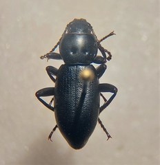 Eleodes dissimilis