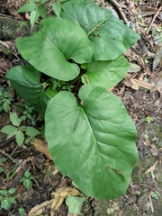 Cardiocrinum cathayanum